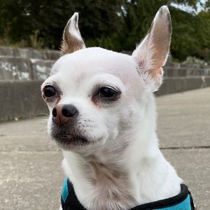 Meet your Posher, Joseph